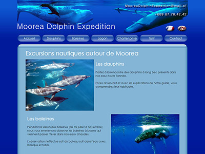 Moorea Dolphin Expedition